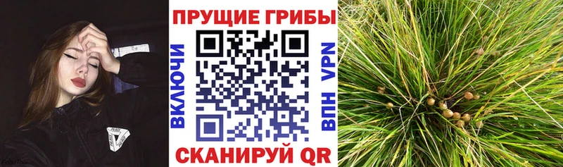 продажа наркотиков Власиха Псилоцибиновые грибы MAGIC MUSHROOMS